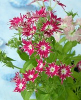 /album/phlox/flox-nizky-cerveny-jpg/